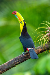 Ramphastos sulfuratus, Keel-billed toucan The bird is perched on the branch in nice wildlife natural environment of Costa Rica