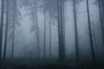 Fototapeta na wymiar blurred photo of a mysterious foggy landscape with trees in a forest, mystical concept