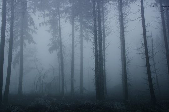 blurred photo of a mysterious foggy landscape with trees in a forest, mystical concept © kittyfly