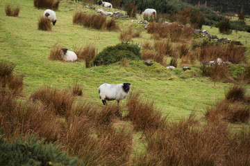 white sheep and rams with steep horns graze on a green lawn at the foot of the mountain