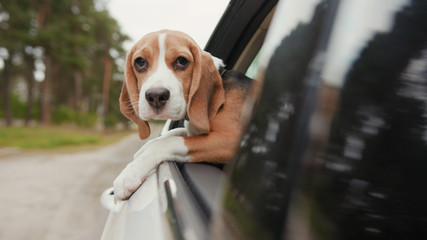 Close up beagle dog riding a car and putting head out of window and watching outside look around...