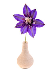 Clematis. Blue flower in vase isolated on white background.