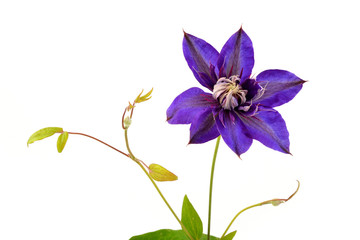 Clematis. Blue flower isolated on white background.
