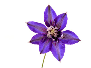 Clematis. Blue flower isolated on white background.