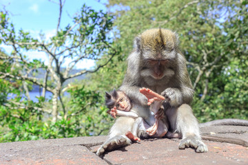 Macaque family. Animals playing on Bali, Indonesia