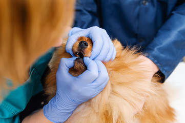Prophylactic examination of the Spitz in a veterinary clinic. Reception at the veterinarian....