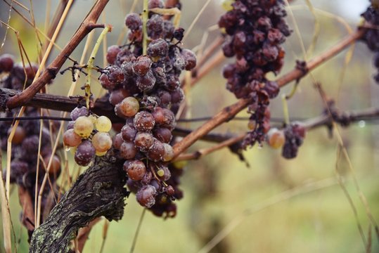 Grapes of white wine with botrytis - Weisse Traube mit Botrytis im Weinberg