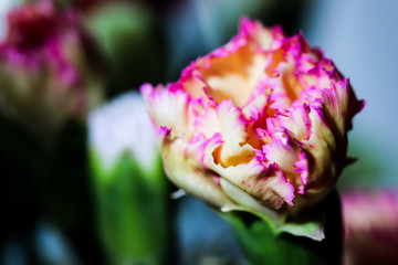 Fototapeta na wymiar Romantic artistic closeup inflorescence of blooming Carnation Dianthus Caryophyllus, or Clove Pink flower.
