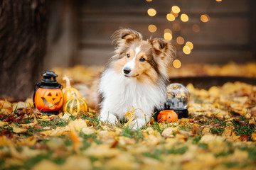 Halloween. Portrait of Shetland Shepherd dog.