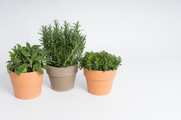 Pots with rosemary, oregano and sage plants