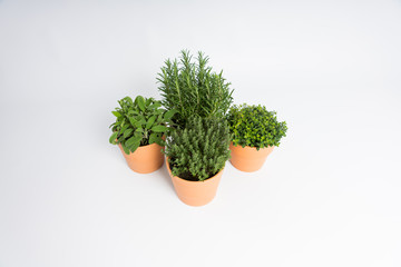 Pots with rosemary, oregano, sage and thyme plants