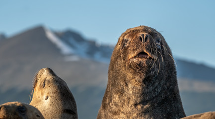 Naklejka premium Huge sea lion and fur seal colonies on an island in the Beagle Channel near Ushuaia Tierra del Fuego, Argentina.