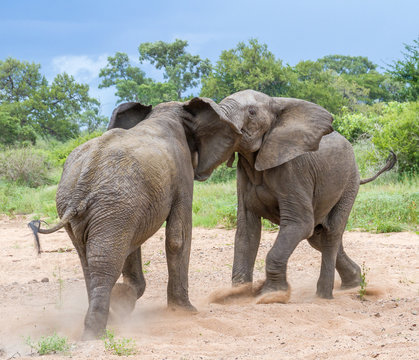 Duelling African elephants fight to establish herd dominance in the Kruger National Park in South Africa image in horizontal format