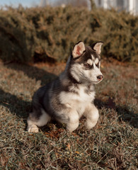 siberian husky in the park