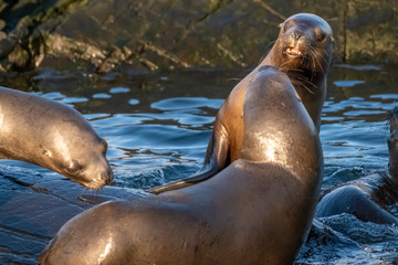 Huge sea lion and fur seal colonies on an island in the Beagle Channel near Ushuaia Tierra del Fuego, Argentina.