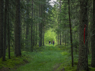 Obraz premium couple walking on path in an alley of trees