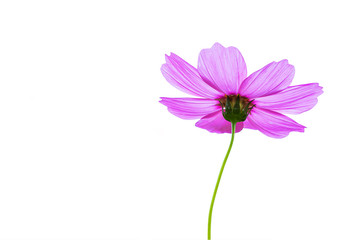 Purple cosmos flowers on a white background.