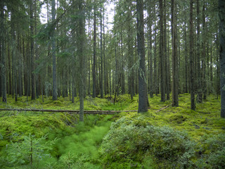 Obraz premium moss covered spruce forest