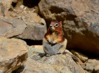 Naklejka na ściany i meble Cute little chipmunk sitting on stone peeks curiously. Beautiful sunny day, rocky mountains.