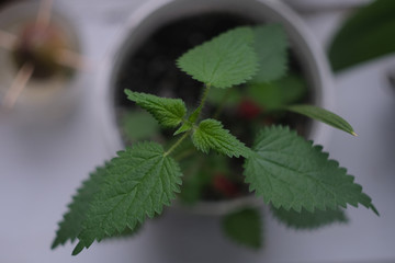 Nettle plant in flower pot on window sill top view