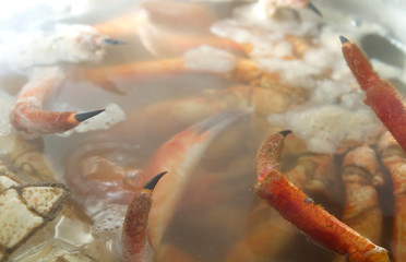 Spiny spider crab being cooked