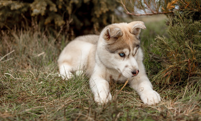 siberian husky in park