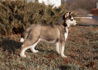 husky in park