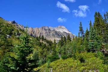 Beautiful rocky mountain with trees and meadows. Sunny day, blue sky, white clouds. Yoho national Park, Rocky Mountains, Canada.