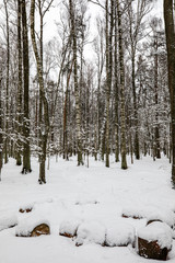 Fototapeta premium winter landscape with trees in winter