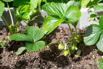 Little strawberries ripening in a vegetable garden during spring