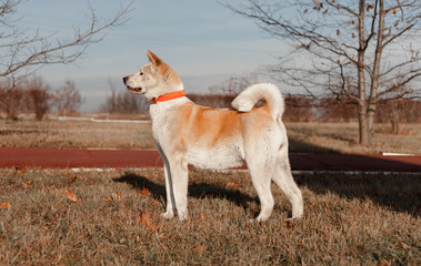 american akita in park