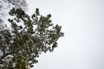 branch of a tree grey sky