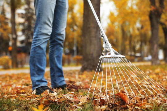 Person raking dry leaves outdoors on autumn day, closeup