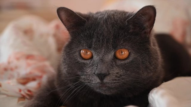 Dark silver british fold cat with orange eyes ready to jump in slow motion