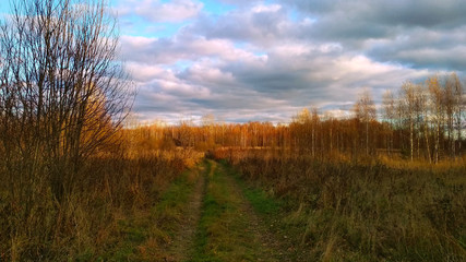 beautiful autumn forest at sunset