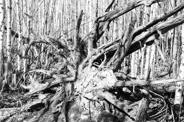 the roots of the old fallen tree