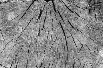 Fototapeta premium wood stump texture