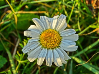 Fototapeta premium Chamomile flower
