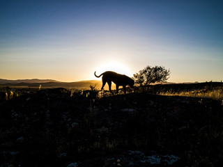 Naklejka premium Big dog silhouette with the sunset or sunrise as a background