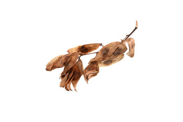 dry leaves isolated on white background