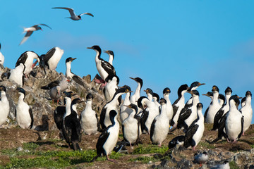 Huge imperial shag colonies on the islands of the Beagle Channel near Ushuaia, Tierra del Fuego,...