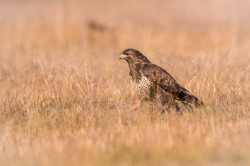 The Common Buzzard, Buteo buteo is sitting in the dry grass in autumn environment of wildlife....