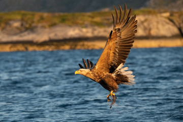 The White-tailed Eagle, Haliaeetus albicilla just has caught a fish from water, colorful environment of wildness. Also known as the Ern, Erne, Gray Eagle. Norway. Nice summer background.