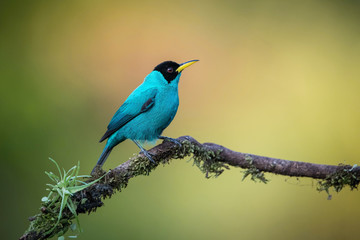 The Green Honeycreeper, Chlorophanes spiza is sitting on the branch in green backgound, amazing blue colored bird, Costa Rica
