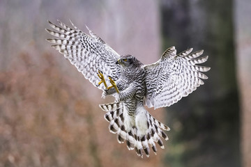 The Northern Goshawk or Accipiter gentilis is flying in the dark forest.
