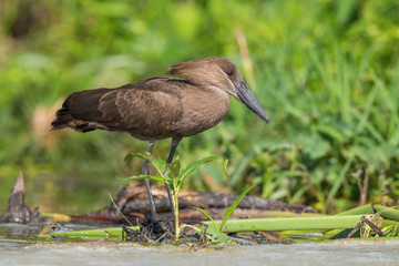 The Hamerkop, Scopus umbretta The bird is standing at the river bank Africa Uganda Wildlife scene from Africa nature. green grass..