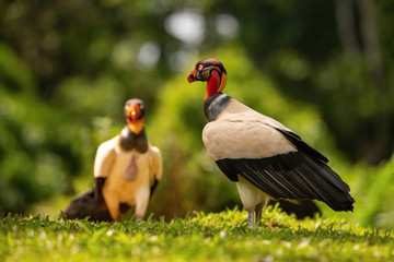 The King vulture, Sarcoramphus papa The bird is standing in beautiful colorful autumn environment America Costa Rica Pretty colorful contrasting backround with nice bokeh ..