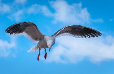 A beautiful dolphin gull (Leucophaeus scoresbii) over the harbor of Ushuaia with the Andes mountains in the background, Tierra del Fuego, Argentina.