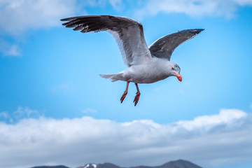 A beautiful dolphin gull (Leucophaeus scoresbii) over the harbor of Ushuaia with the Andes mountains in the background, Tierra del Fuego, Argentina.