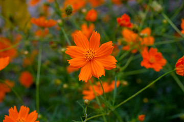 Flower cosmos caudatus yellow close up